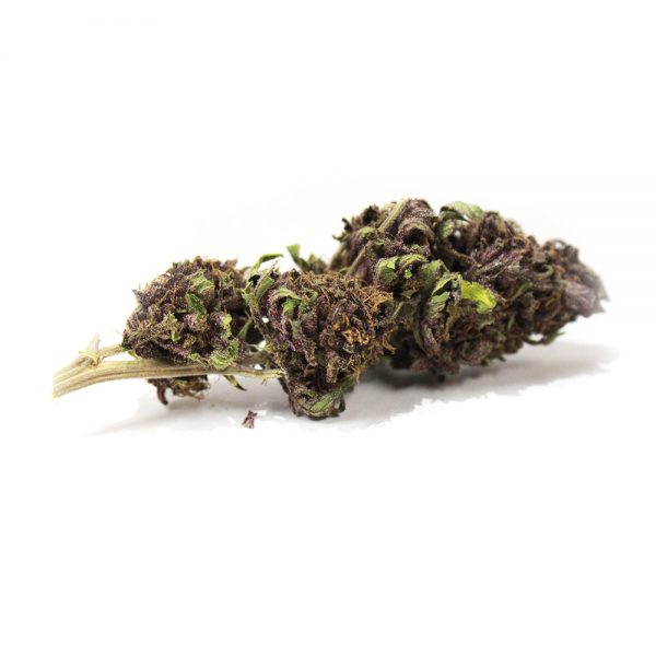 AYAHUASCA PURPLE