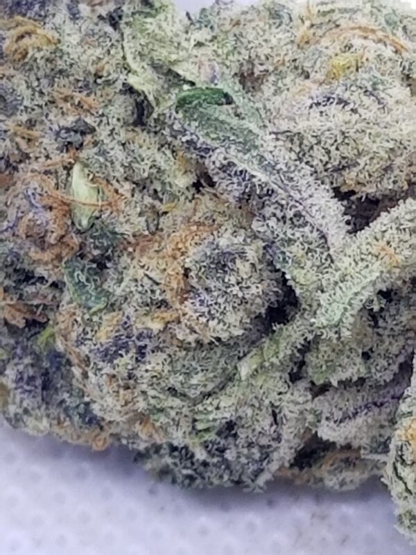 BISCOTTI (AAAA) - Image 2