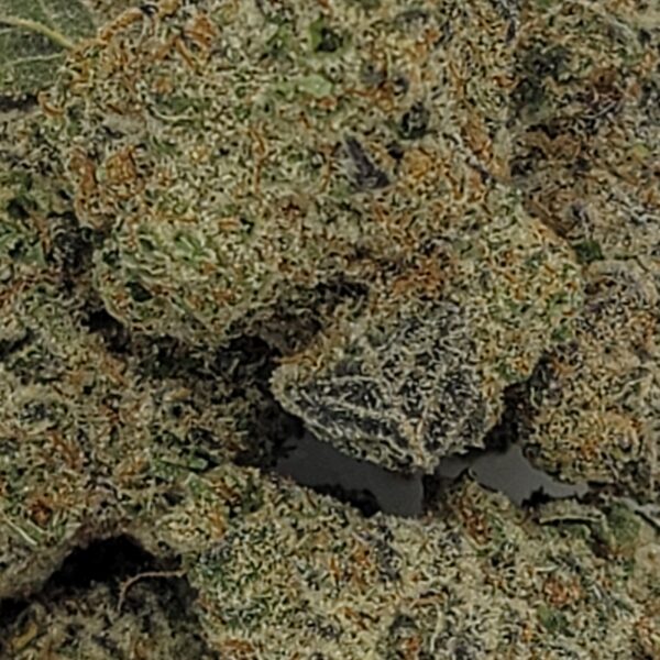 DOSI PLATINUM (AA) - Image 3