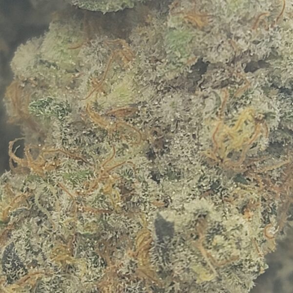 DURBAN PUNCH (AAAA) - Image 3