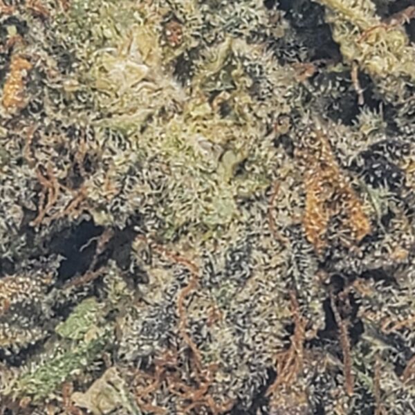 GELATO (A) - Image 3