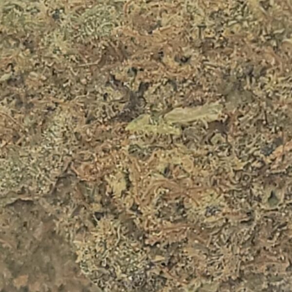 BANANA OG (A) - Image 3