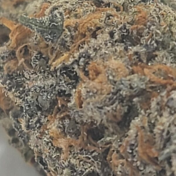 PLATINUM BUFFALO (AAA) - Image 3