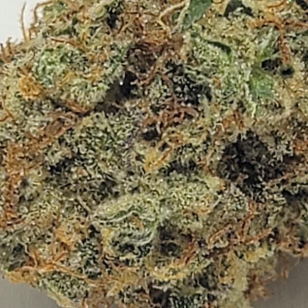 GRAPE GALENA (A) - Image 3