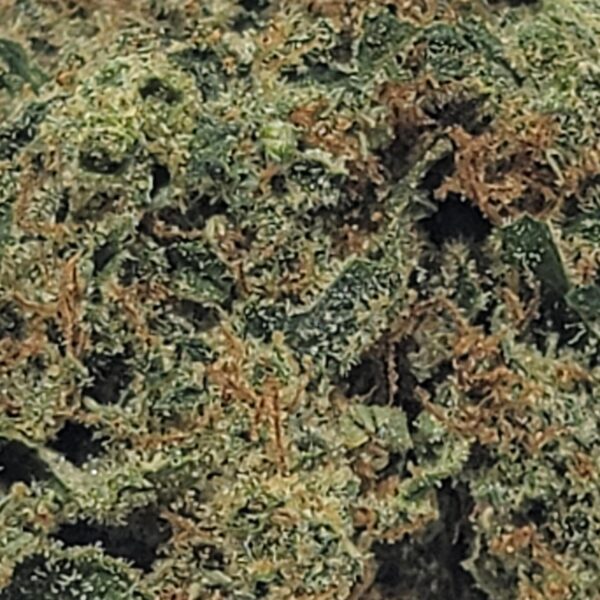 SAGE (AA) - Image 3