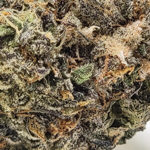SUNSET SHERBET (AAAA) - Image 3