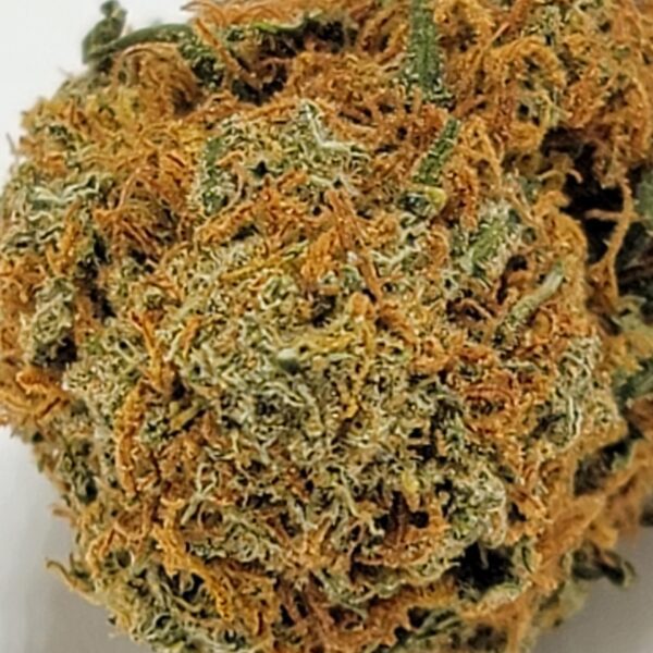 JELLY BEAN  (AA) - Image 3