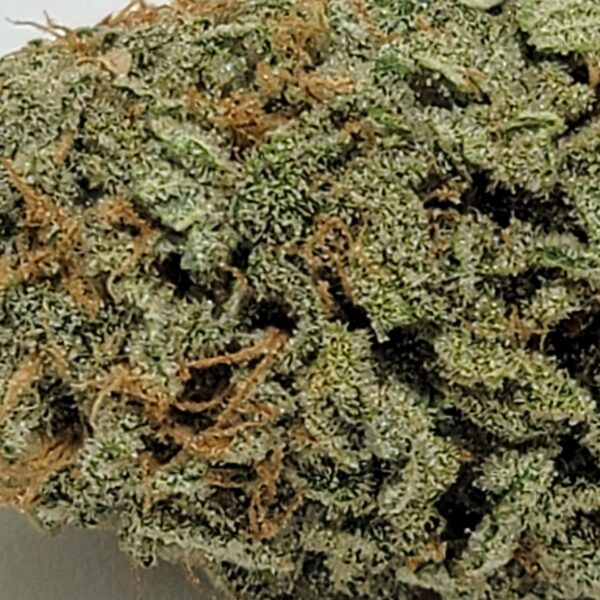 GORILLA GLUE  (AA) - Image 3