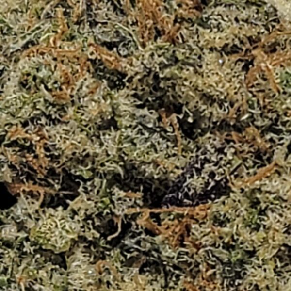 PEYOTE BREATH  (AAA) - Image 3