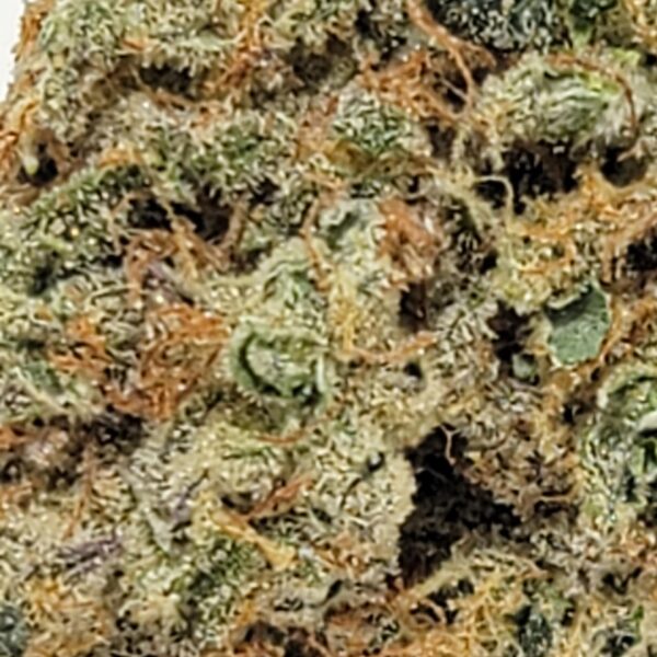 GORILLA GRAPES   (AAA) - Image 3