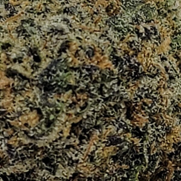 PLANET OF THE GRAPES   (AAA) - Image 3