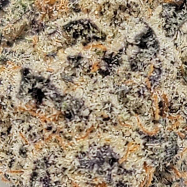 KING CRUSHER   (AAAA) - Image 3