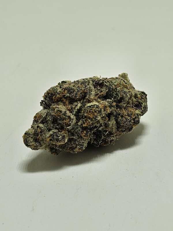 ORANGE TANGIE  (AAAA)
