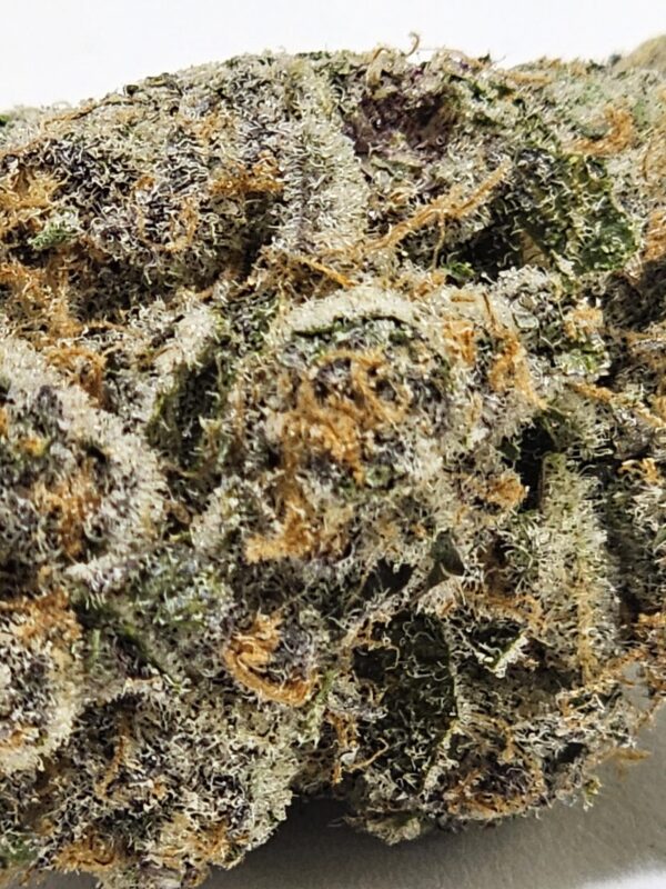 ORANGE TANGIE  (AAAA) - Image 3