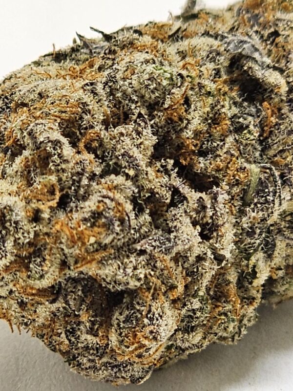STANKASAURUS   (AAAA) - Image 3