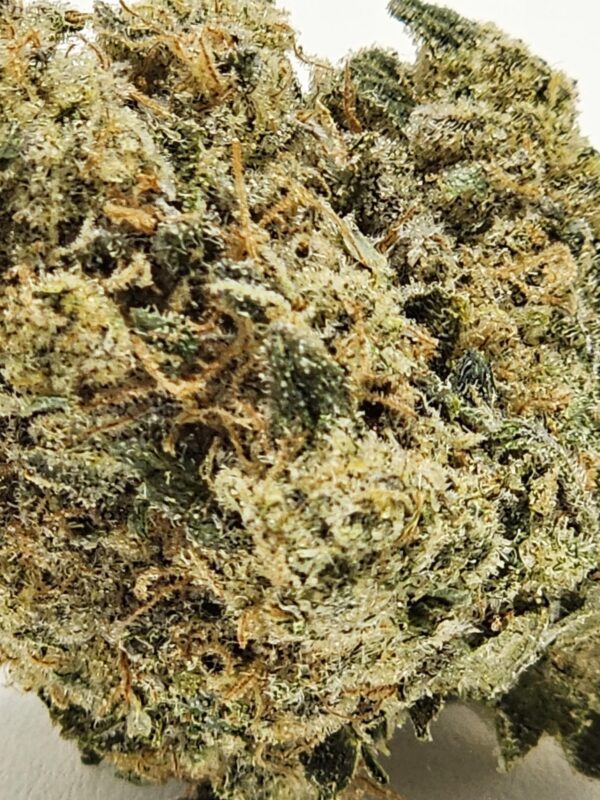 SOUR ANIMAL  (AAA) - Image 3