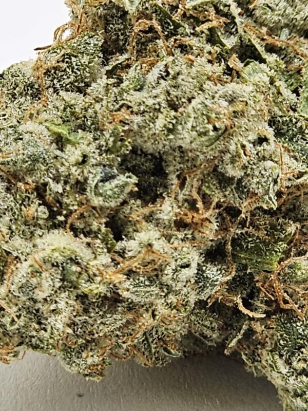 AMNESIC   (AAA) - Image 3