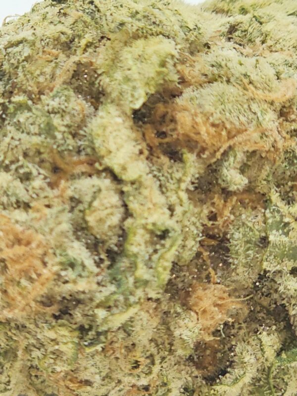 ORANGE CRUSH  (AA) - Image 3