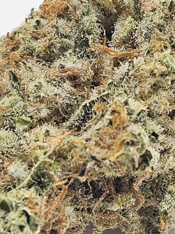 SLURRICANE PANCAKE   (AAAA) - Image 3