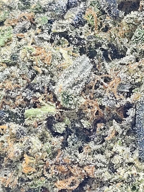 BLUE MOOCHI    (AAAA) - Image 3