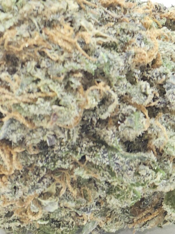 PINK PUNCH  (AA) - Image 3