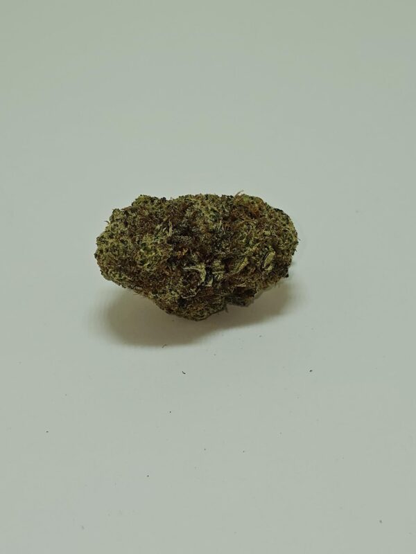 ROYAL GORILLA  (AA)