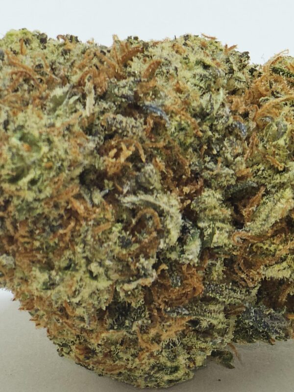 ROYAL GORILLA  (AA) - Image 3