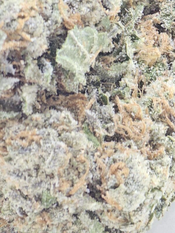 CHOCOLATE MINT  (AA) - Image 3