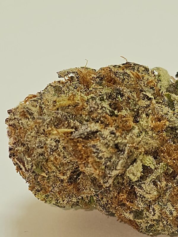BISCOTTI  (AAA) - Image 2