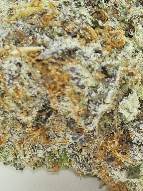 BISCOTTI  (AAA) - Image 3
