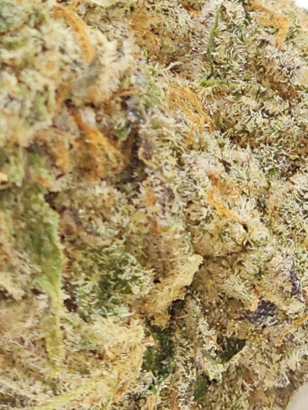 ANIMAL MINT  (AAA) - Image 3