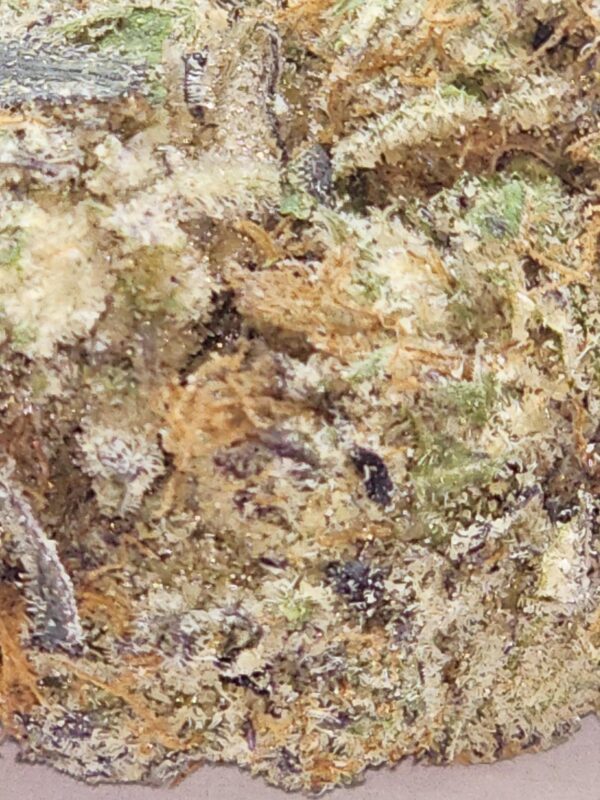 BLUE GHOTTI  (AAA) - Image 3