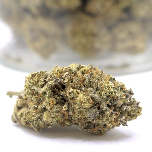MOTOR CITY GREASE (AAAA)