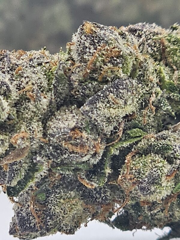 PURPLE HEART (AAA) - Image 3