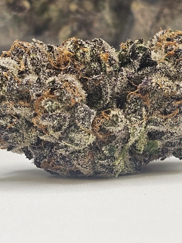 SHIVA SKUNK (AAA) - Image 2