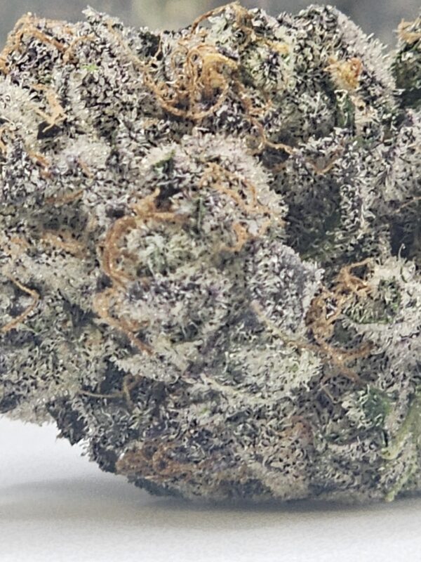 SHIVA SKUNK (AAA) - Image 3