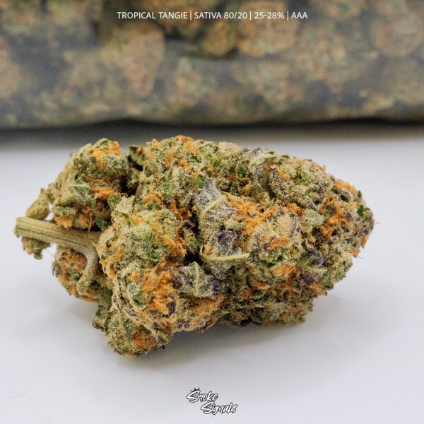 Tropical Tangie (AAA) - Image 2