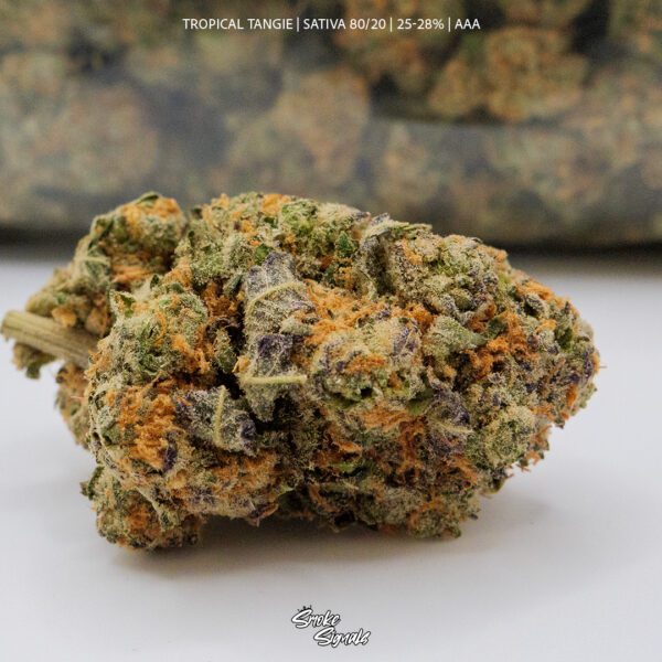 Tropical Tangie (AAA)