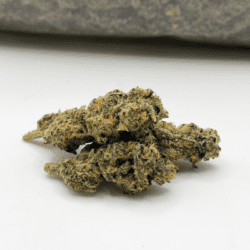 TRUFFLE QUEEN (AA)